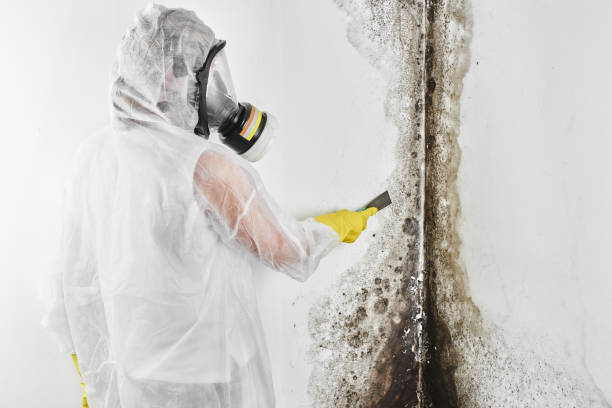 Best Toxic Mold Removal  in Okeechobee, FL