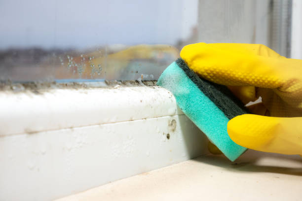 Best Mold Damage Repair  in Okeechobee, FL
