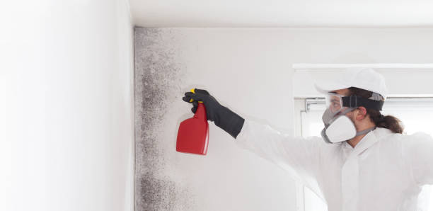 Okeechobee, FL Mold Removal Company
