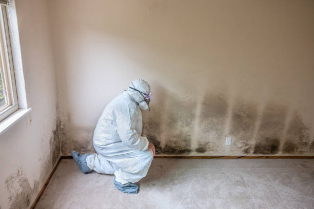 Best Toxic Mold Removal  in Okeechobee, FL