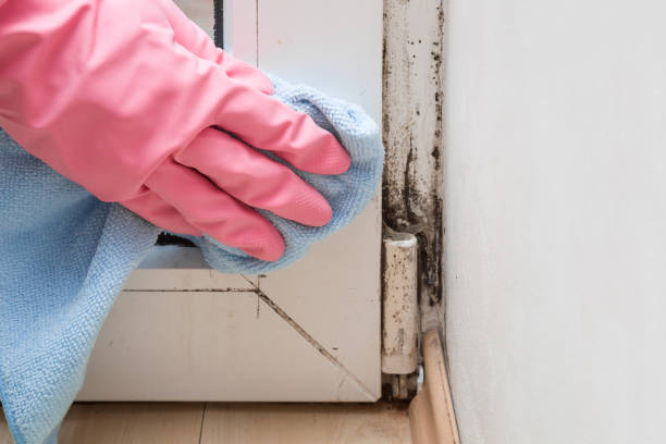 Best Crawl Space Mold Removal  in Okeechobee, FL