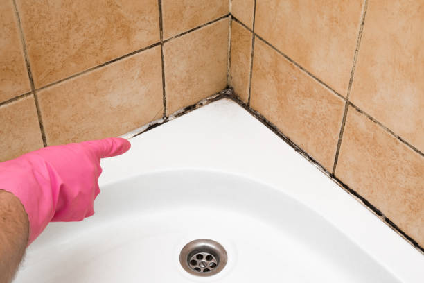 Home Mold Removal in Okeechobee, FL